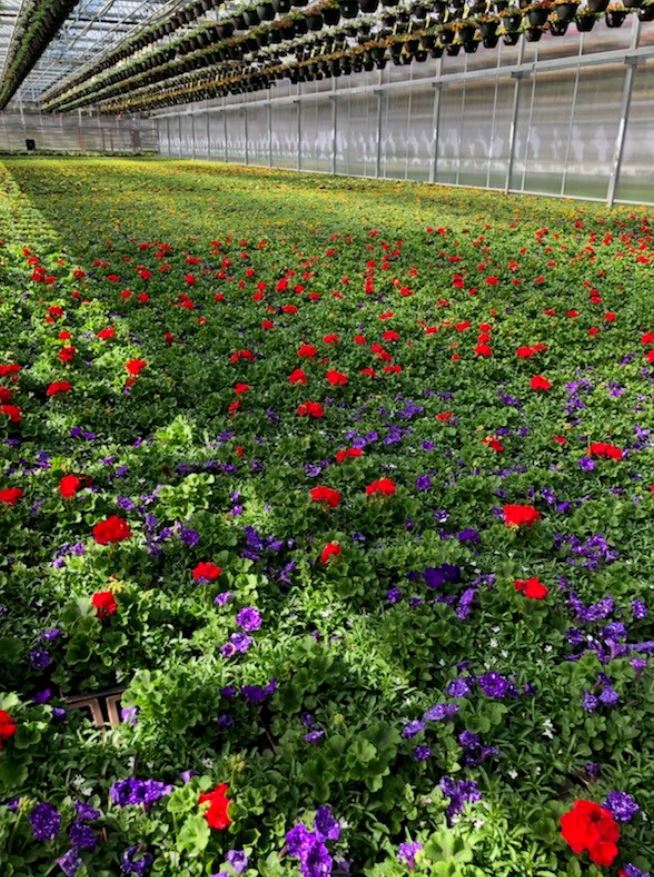Beautiful Annual Pots 2_BP.